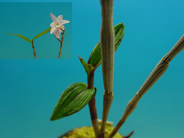 セッコク（柄物）の写真