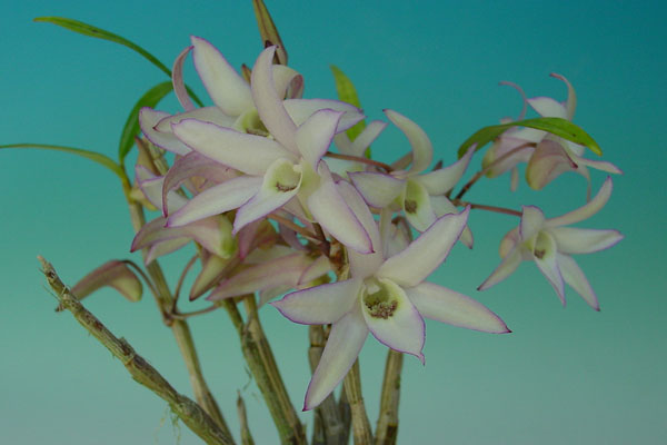 セッコク写真　花房