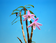 セッコク（花物）の写真